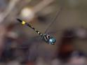 Brechmorhoga rapax (Amber-banded Clubskimmer).jpg